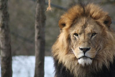 Lioness looking straight to camera