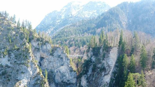 Panoramic shot of plants and trees in forest