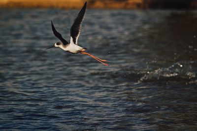 Seagull flying over sea