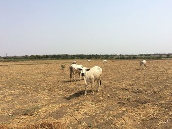 Cows on field against clear sky