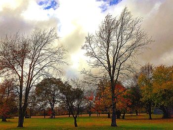 Bare trees on grassy field against sky