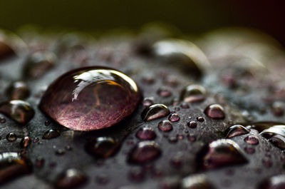 Close-up of raindrops on metal