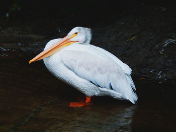 Close-up of bird perching on shore