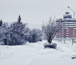 Snow covered trees in winter