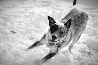 Close-up portrait of dog