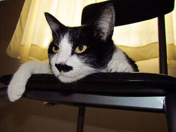 Portrait of cat sitting on chair at home