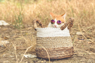 Close-up of cat sitting on hay