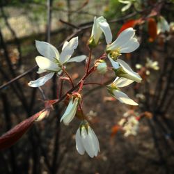 Close-up of white flowers