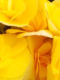 Close-up of yellow flower