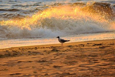 Side view of seagull on beach