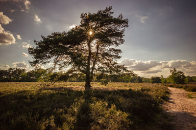 Trees on field against sky