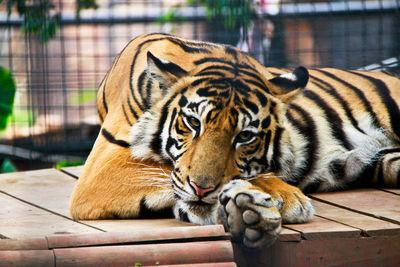 Tiger in zoo
