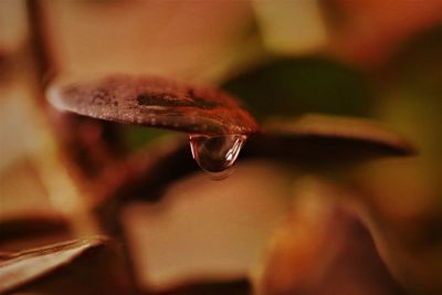 Close-up of snake