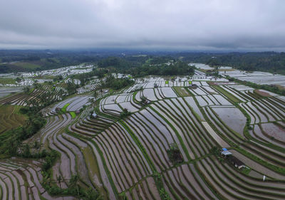 The rice terrace of jatiluwih in tabanan bali, during before planting season.