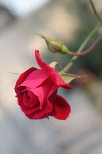 Close-up of red flower blooming outdoors