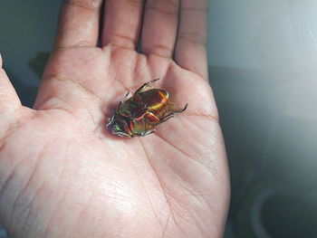 Close-up of hand holding insect