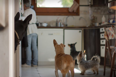 Dog and cat at home