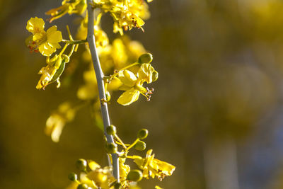 Close-up of yellow flowering plant