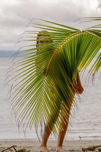 Close-up of palm leaves on beach against sky