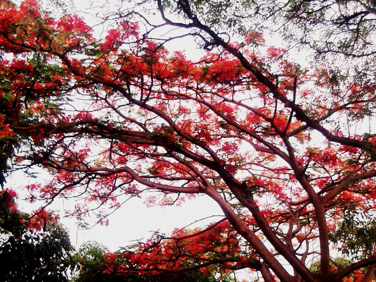 tree, autumn, branch, change, growth, low angle view, beauty in nature, nature, tranquility, red, season, scenics, tranquil scene, sky, day, outdoors, orange color, no people, idyllic, leaf