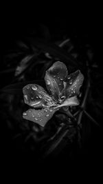 Close-up of raindrops on wet leaf