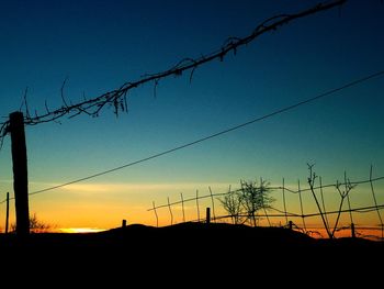 Silhouette of bare tree at sunset