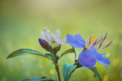 Close-up of purple flowering plant