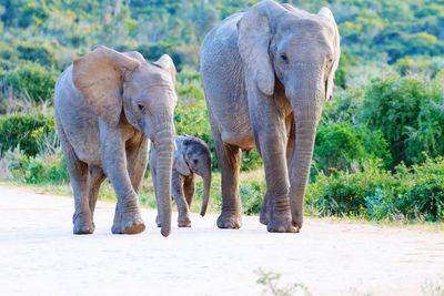 Elephant walking in a farm