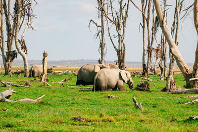 A herd of of african elephants grazing in enkongo narok swamp at amboseli national park in kenya