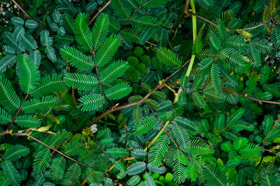 Full frame shot of fern tree