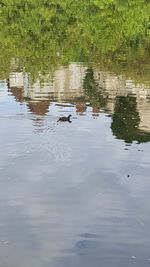 Bird flying over lake