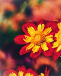 Close-up of red flowering plant