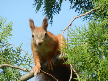 Squirrel is inquiring.