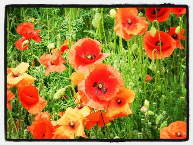 RED POPPY FLOWER IN FIELD