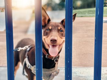 Close-up portrait of dog looking through metal fence