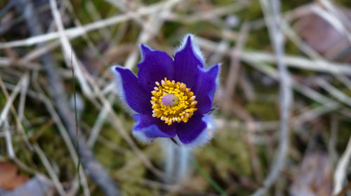 Close-up of purple flower