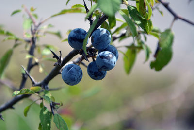 Closeup of the branches and the ripe blue fruits of the blackthorn in late summer