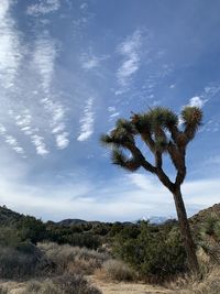 Low angle view of trees against sky