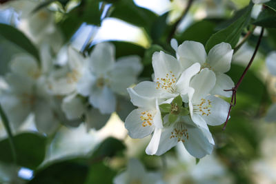 Close-up of white cherry blossoms