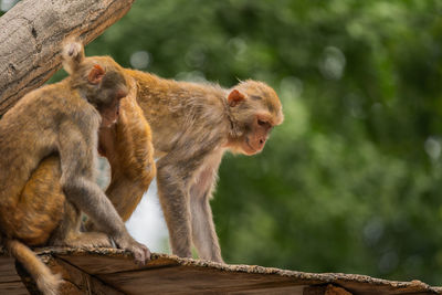 Monkey sitting on a tree