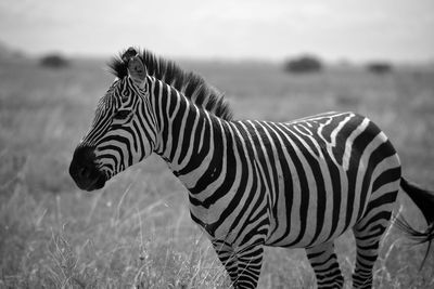 Zebra standing in a field