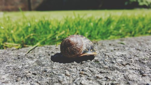 Close-up of snail on ground