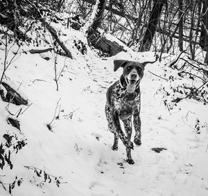 Portrait of dog on snow field