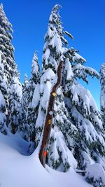 Low angle view of snow covered trees against blue sky