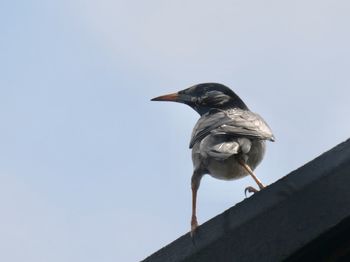 bird