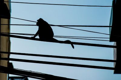 Low angle view of birds perching on tree against clear sky