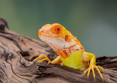animal themes