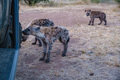 Side view of an animal