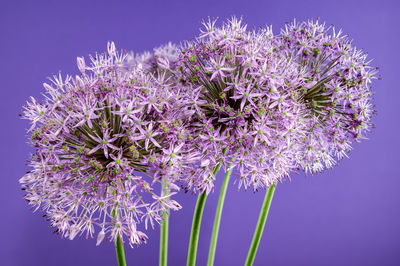 Low angle view of purple flowers