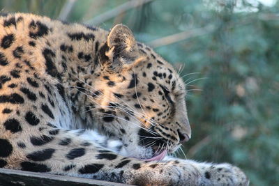 Close-up of a leopard 